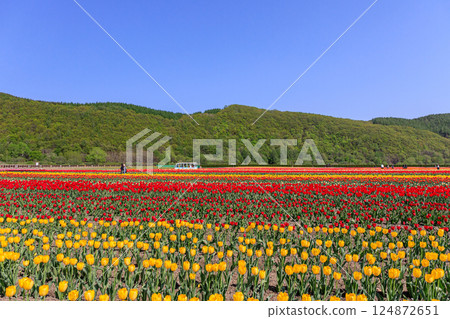 Kamiyubetsu Tulip Park in Yubetsu, Hokkaido, where 700,000 tulips bloom in full glory [May] 124872651