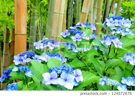 Hydrangeas at Shinmyoji Temple Hydrangeas at Shinmyoji Temple 124872676