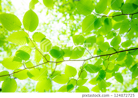 Fresh green beautiful young leaves 8 Fresh green beautiful young leaves 8 124872725