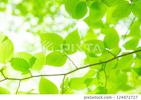 Fresh green beautiful young leaves 6 Fresh green beautiful young leaves 6 124872727