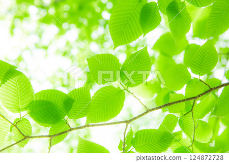 Fresh green beautiful young leaves 5 Fresh green beautiful young leaves 5 124872728