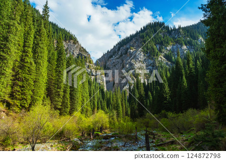 a valley with trees in Almaty. green fir trees in the area of Lake Kolsai a valley with trees in Almaty. green fir trees in the area of Lake Kolsai 124872798