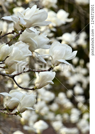 Yulan magnolia flower Yulan magnolia flower 124872801