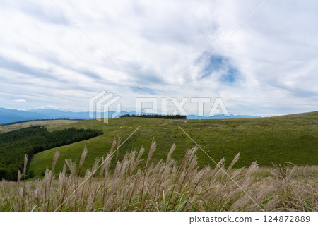 A view from Venus Line of Japanese silver grass swaying in the wind (side view) A view from Venus Line of Japanese silver grass swaying in the wind (side view) 124872889