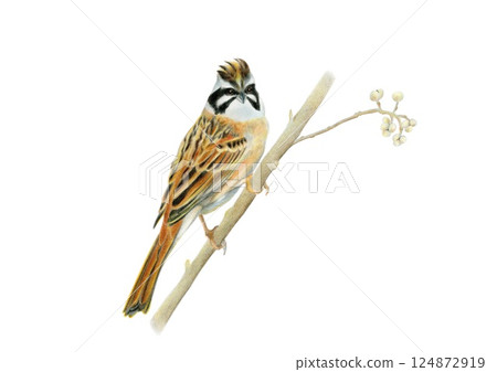 一隻豎起冠羽的鹀,看起來很警覺 一隻豎起冠羽的鹀,看起來很警覺 124872919