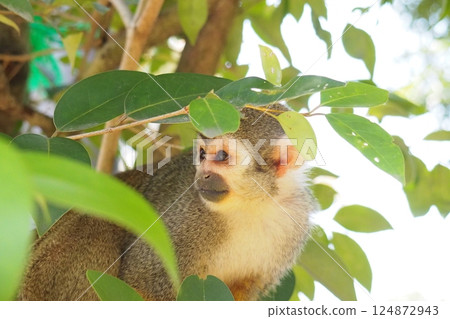 Squirrel's portrait 124872943