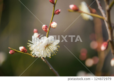 Plum blossoms at Kyoto Botanical Garden Plum blossoms at Kyoto Botanical Garden 124872979