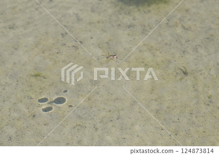 水黽漂浮在水面上,小型生物,驅除害蟲的益蟲,食肉昆蟲 水黽漂浮在水面上,小型生物,驅除害蟲的益蟲,食肉昆蟲 124873814