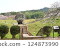 Cherry blossoms and Ishibutai 124873990