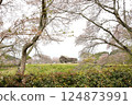 Cherry blossoms and Ishibutai 124873991