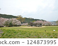 Cherry blossoms and Ishibutai 124873995