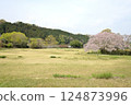 Cherry blossoms and Ishibutai 124873996