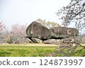 Cherry blossoms and Ishibutai 124873997