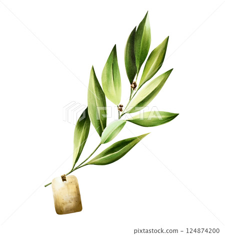 Green bay leaf with blank paper tag. Watercolor hand drawn Branch of laurel, Retro label illustration isolated on transparent background. For designers, menu, decoration, food blog, ecofriendly 124874200
