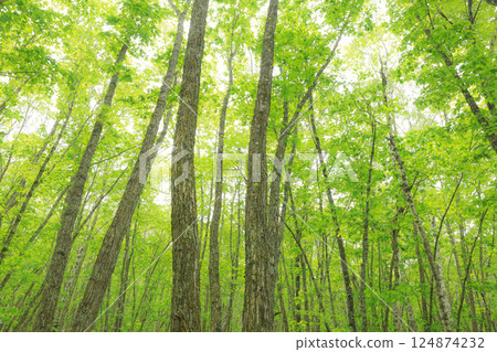 Soft green natural forest 2 124874232