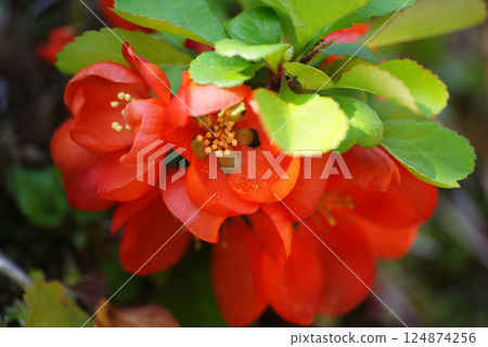 Flower blossoms Flower blossoms 124874256