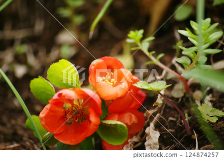 Flower blossoms 124874257