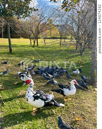 Indo duck in ornithological park with other birds 124874282