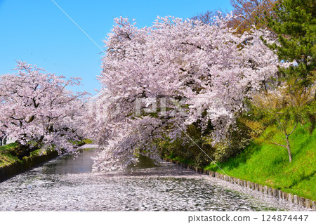 櫻井弘前城 124874447