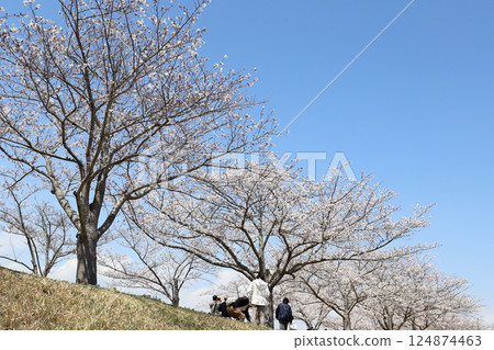 小野櫻花堤迴廊(兵庫縣小野市) 小野櫻花堤迴廊(兵庫縣小野市) 124874463