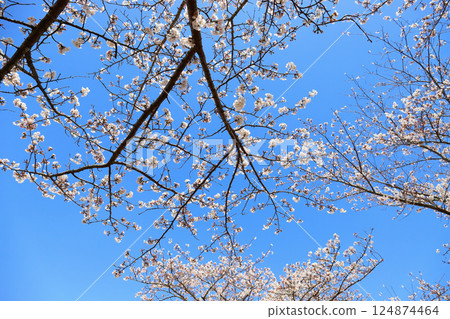 Ono Sakura Tsutsumi Corridor (Ono City, Hyogo Prefecture) 124874464