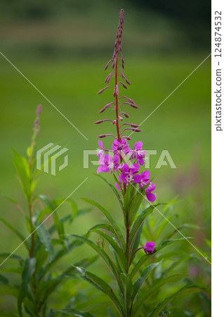 Fireweed flowers standing on a summer plateau 124874532