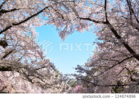 Sakura Heart 124874896
