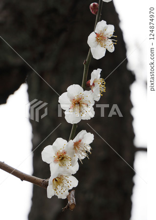 梅花盛開 梅花盛開 124874970