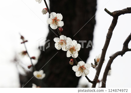 Plum blossoms in full bloom 124874972