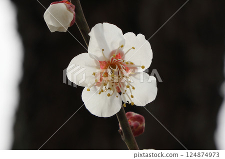 Plum blossoms in full bloom Plum blossoms in full bloom 124874973