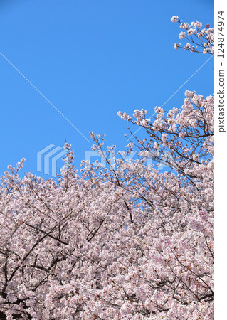Cherry Blossoms Sunny 124874974