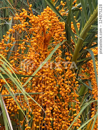 Date palm fruits in Sochi 124875228