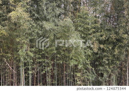 Scenery with bamboo grove 124875344