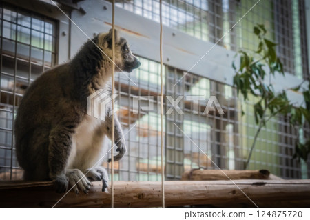 動物園環尾狐猴 動物園環尾狐猴 124875720