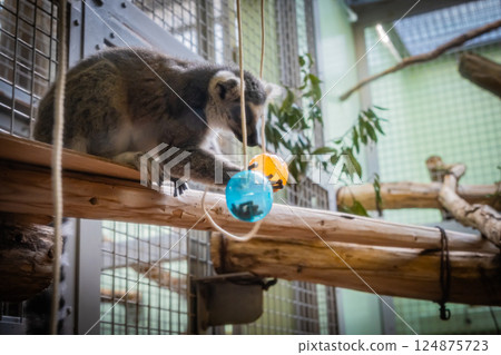 Zoo Ring-tailed Lemur 124875723