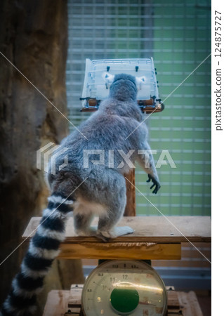 動物園環尾狐猴 124875727