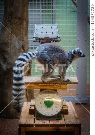 Zoo Ring-tailed Lemur 124875729
