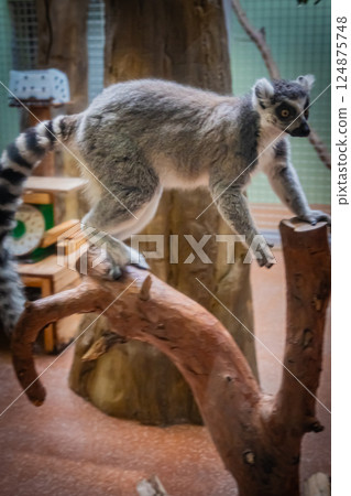 Zoo Ring-tailed Lemur 124875748