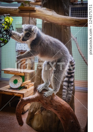 動物園環尾狐猴 動物園環尾狐猴 124875751