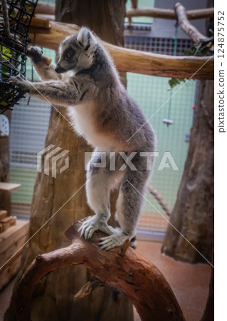 動物園環尾狐猴 124875752