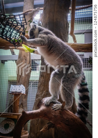 動物園環尾狐猴 124875756