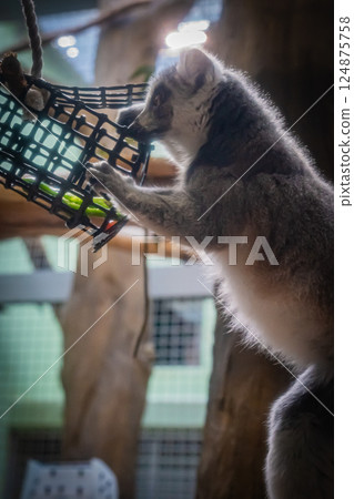 Zoo Ring-tailed Lemur 124875758