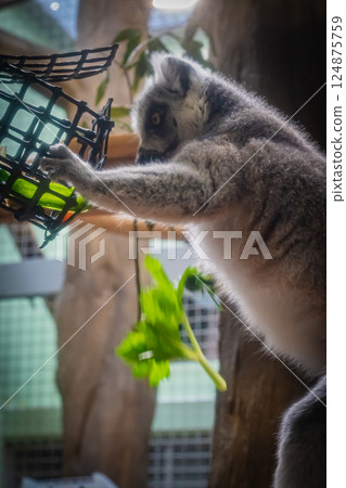 Zoo Ring-tailed Lemur 124875759