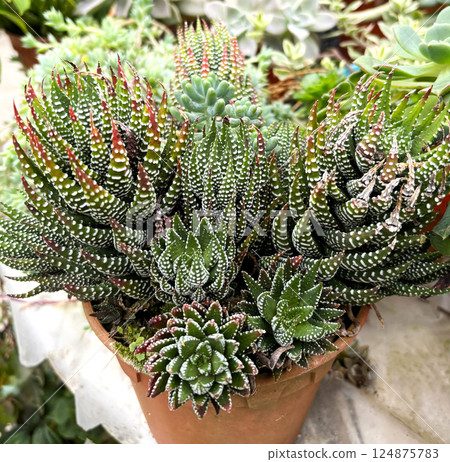 Succulent cactus "Haworthia" Succulent cactus "Haworthia" 124875783