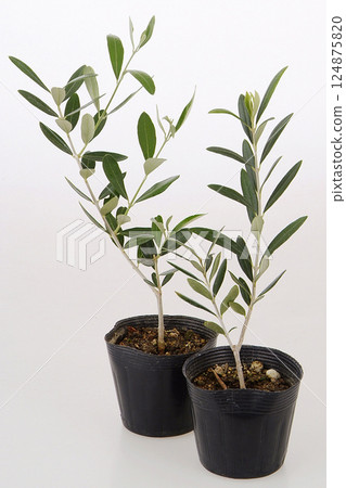 種植在育苗盆中的橄欖樹 種植在育苗盆中的橄欖樹 124875820