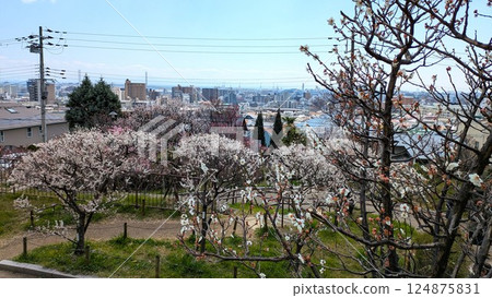 Okamoto Plum Grove in Kobe 124875831