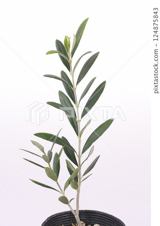 橄欖樹 124875843