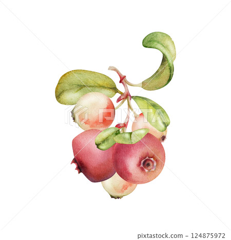 Lingonberry cranberry on branch with green leaves, ripe forest berry wintergreen bearberry teaberry cluster group, hand drawn in watercolor. Isolated botanical illustration. Farmers market, cafe menu Lingonberry cranberry on branch with green leaves, ripe forest berry wintergreen bearberry teaberry cluster group, hand drawn in watercolor. Isolated botanical illustration. Farmers market, cafe menu 124875972