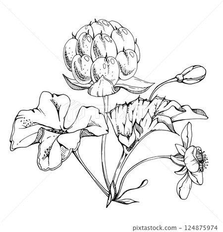 Cloudberry raspberry with white flowers, hand drawn vector ink, ripe Scandinavian forest berry on stems. Boutonniere isolated botanical illustration. Restaurant, farmers market, dessert cafe menu Cloudberry raspberry with white flowers, hand drawn vector ink, ripe Scandinavian forest berry on stems. Boutonniere isolated botanical illustration. Restaurant, farmers market, dessert cafe menu 124875974