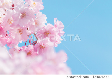 盛開的櫻花在藍天中閃耀 124876448